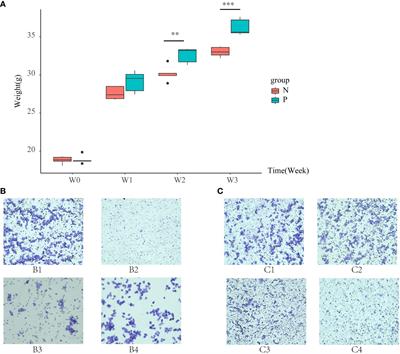 Unraveling intestinal microbiota’s dominance in polycystic ovary syndrome pathogenesis over vaginal microbiota